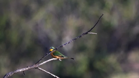 Little bee eater flies away from a branch and returns at serengeti national park Stock Footage 100699976