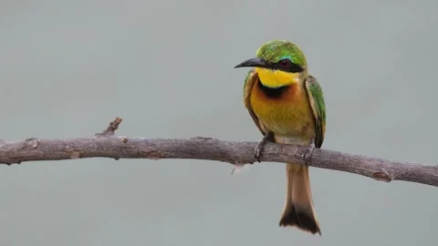 Little bee-eater perched on branch turns its head while watching for flying Stock Footage 340861016