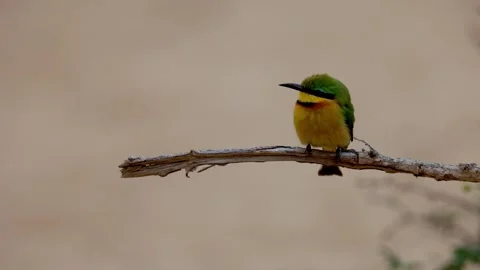 A little bee-eater perched on a dead branch, close-up Stock Footage 345805455