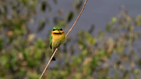 Little bee eater perching on a plant stem at masai mara Stock Footage 111748768