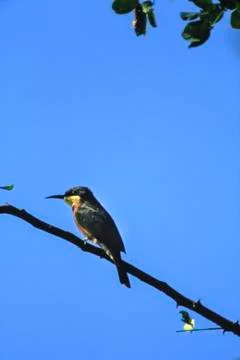 Little Bee-eater Stock Photos