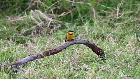 Little bee eater sitting on a branch Video stock 221705206