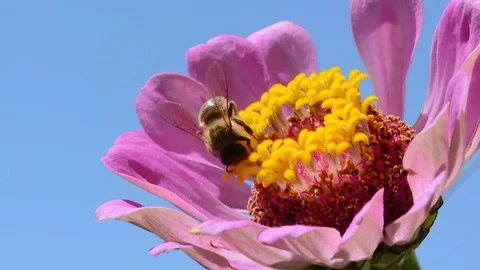 Little bee escapes from big bee on the flower Stock Footage