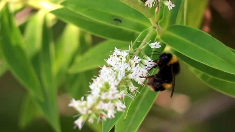 Little Bee Stock Footage 133618186