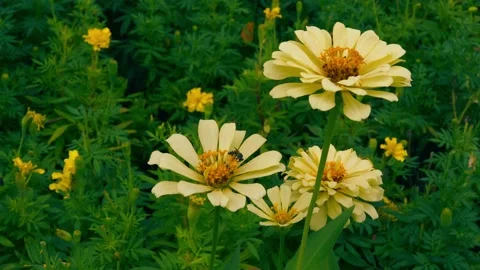 Little Bee Gathering Nectar from Pale Yellow Flowers in Bloom 4K Stock Footage 345577506
