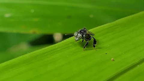 Little Bee on green leaf. Stock-Footage 95760772
