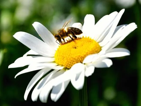 Little bee Foto stock