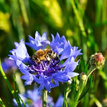 Little bee Stock Photos