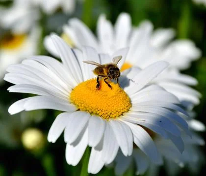 Little bee Stock Photos