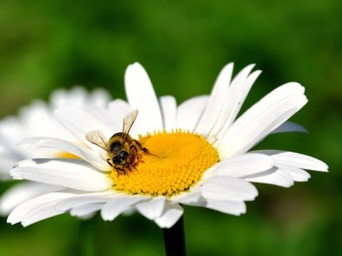 Little bee Stock Photos