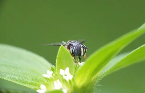 Little bee Stock Photos