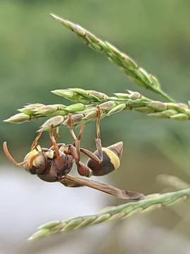 Little bee Stockfoto's