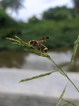 Little bee Stockfoto's