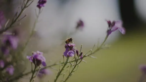 Little bee on a pink flower Stock Footage 262576906