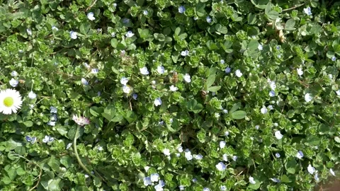 Little bee pollinates first spring flowers. Video stock 152894452