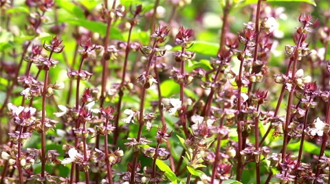 Little bee sucking nectar. Stock Footage 49940450
