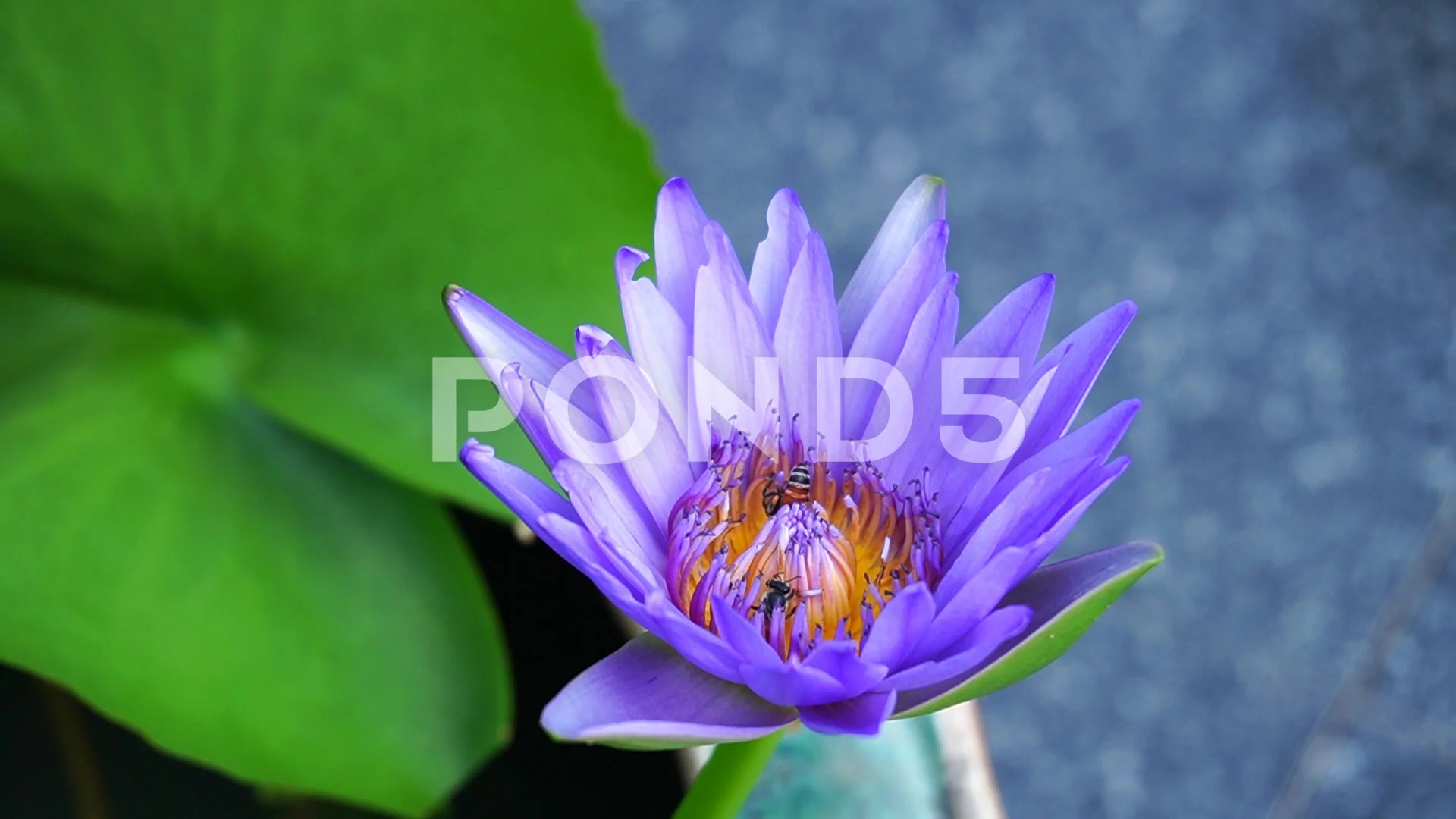 little bee video on purple lotus buds