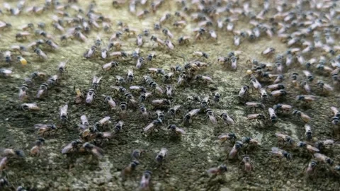Little bees gather in communities Stock Footage 235788383