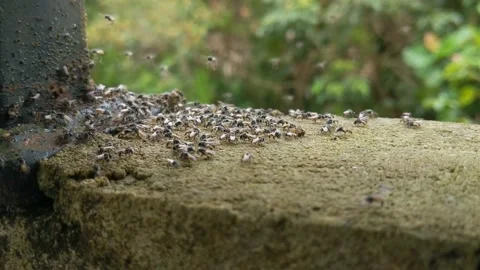 Little bees gather Stock Footage 235788666