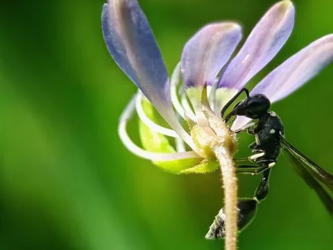 Little bee's Stock Photos