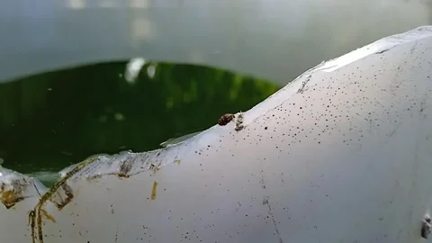 The little beetle and the water Stock Footage 244602564