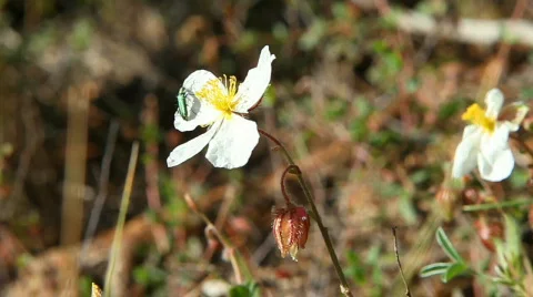 Little beetle Vidéo 711190