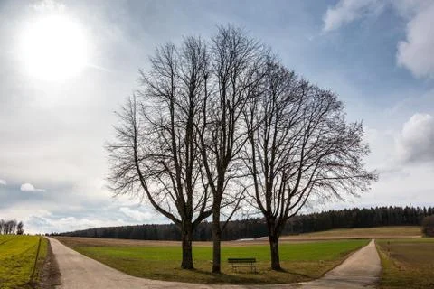 Little bench between high trees at a crossroads with fields and meadows near 库存照片