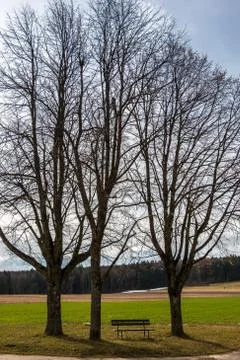 Little bench between high trees at a crossroads with fields and meadows near Фото