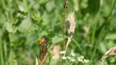 Little bettle 스톡 동영상 735160