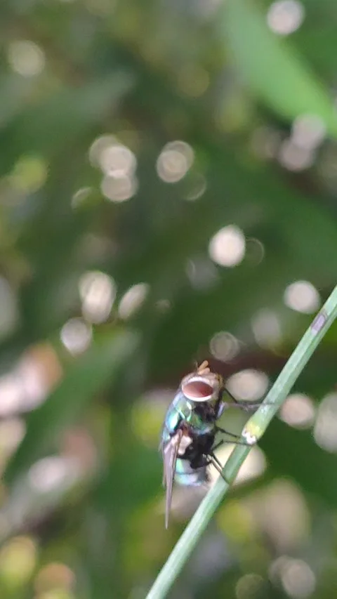 Little Big In Nature Stock Footage 287090505