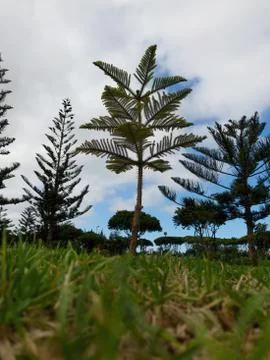 LITTLE BIG TREE Foto stock