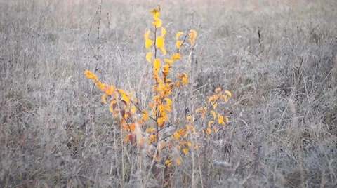 Little birch Stock Footage 31745699