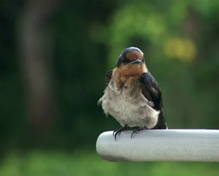 Little Bird Alert Stock Footage 118429