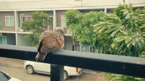 Little bird and hello text compositing 3D render Stock Footage 127373313