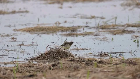 Little bird on backwater, dusting his feathers, 4K slomo Stock Footage 169785601