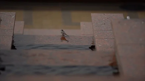 Little bird bathes 스톡 동영상 101731218