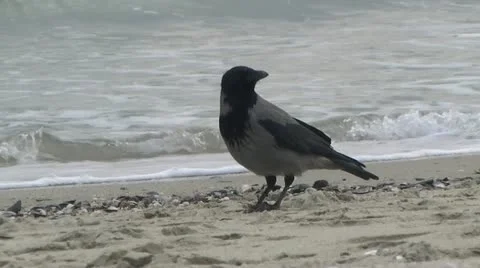 Little bird at the beach 動画素材 12744759