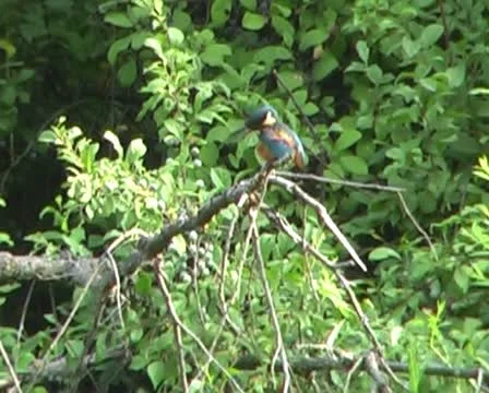 A little bird caught a fish Stock Footage 10809972