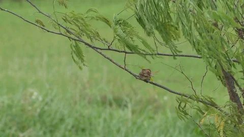 Little bird cleaning itself on the tree branch Stock Footage 73640730