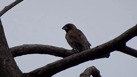 Little bird combing its feathers in the morning Stock Footage 305189020