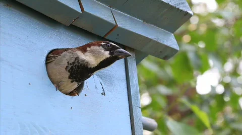 Little bird comes out of bird house Stock Footage 730853