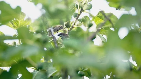 Little bird eating from a fig tree, second female bird comes over and steals Stock Footage 345702259