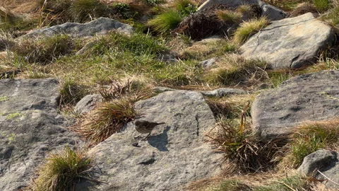 Little bird eats bread on stones in mountain mountain Stock Footage 285430491