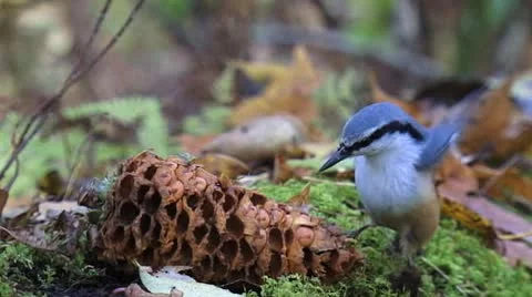 Little bird eats nuts in the forest slowly Stock Footage 8962139
