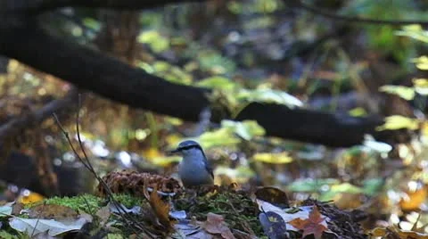 Little bird eats nuts in the forest slowly Stock Footage 9432134