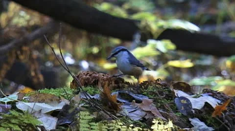 Little bird eats nuts in the forest slowly Stock Footage 9433593