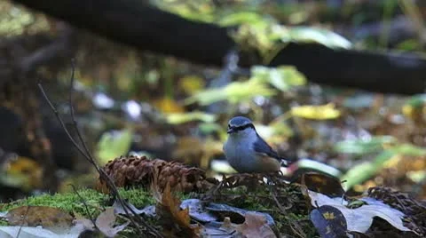 Little bird eats nuts in the forest slowly Stock Footage 9435342