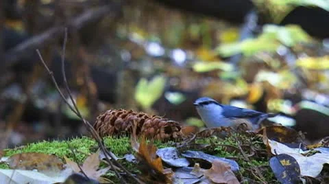 Little bird eats nuts in the forest slowly Stock Footage 9438137