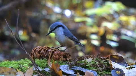 Little bird eats nuts in the forest slowly Stock Footage 9440217