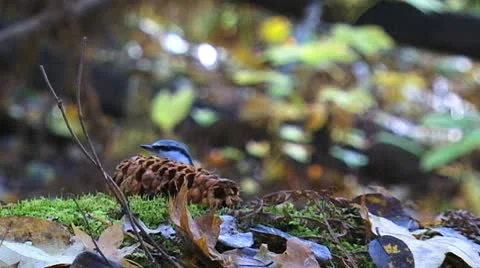 Little bird eats nuts in the forest slowly Stock Footage 9546882